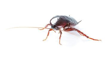 art Cockroach bug  isolated on white background photo
