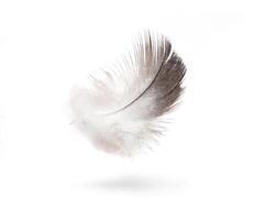 art dove white feathers isolated on white background photo