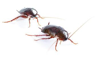 art couple Cockroach bug  isolated on white background photo