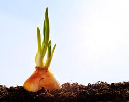 spring onion vegetables growing garden photo