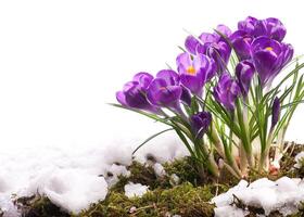 Arte hermosa Pascua de Resurrección primavera flores aislado en blanco antecedentes foto