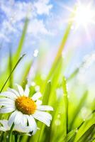 natural summer background with daisies flowers in grass photo