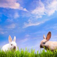 Arte Pareja pequeño Pascua de Resurrección conejos en verde césped foto