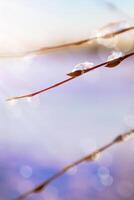Abstract art spring background with thawing snow in the spring of willow branches photo
