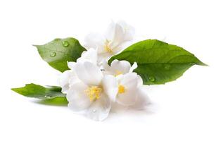 jasmine white flower isolated on white background photo