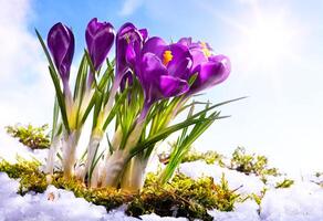 art Spring florwer background photo