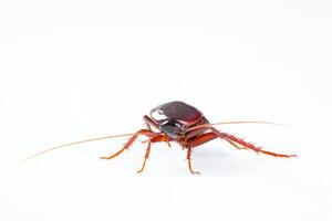 Cockroach bug isolated on white background photo