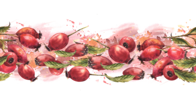 Wild rose hips, briar or dog rose berries, leaves seamless border Watercolor painted illustration png