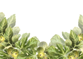 gren av saftig, mogen grön fikon med löv och hela frukt mat, växt baner, ram, mall för sylt märka, kort, pris märka skriva ut hand dragen vattenfärg illustration png