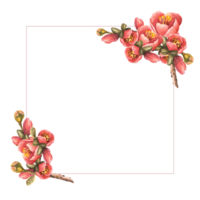 vattenfärg hand dragen ram av blommor, knoppar, löv av kvitten eller äpple, päron. illustration ClipArt png