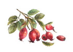 ramo do selvagem rosehips com vermelho Briar frutas, cachorro rosa com verde folhas, bagas. mão desenhado aguarela ilustração para adesivo, rótulo imprimir, logotipo, cartão Projeto clipart png