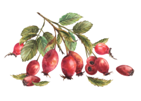 Branch of wild rosehips with red briar fruits, dog rose with green leaves, berries. Hand drawn watercolor illustration for sticker, label print, logo, card design Clipart png