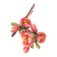 Watercolor hand drawn of flowers, buds, leaves of quince, apple, pear tree. Illustration clipart png