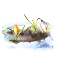 Primary flowers watercolor painted clipart illustration Arrival of spring Awakening of nature after winter Melting snow, yellow crocuses snowdrops sprouting through the snow png