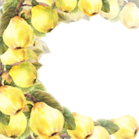 waterverf geschilderd banier, sjabloon. takken met geel kweepeer geheel fruit, bladeren. illustratie png