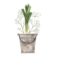 Watercolor green onions and dill in rusty gray bucket, composition. Hand-drawn botanical illustrations on an isolated background. It can be used in printing design, for postcards, wallpaper, fabrics. png