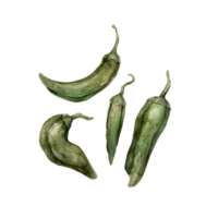 Watercolor drawing of green pepper, isolate. Hand-drawn botanical illustrations on an isolated background. It can be used in printing design, for postcards, wallpaper, fabrics. png