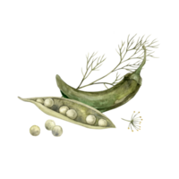 Watercolor composition with peas, peppers and dill. Hand-drawn botanical illustrations on an isolated background, It can be used in printing design, for postcards, wallpaper, fabrics. png