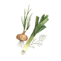 Watercolor composition with onions and dill. Hand-drawn botanical illustrations on an isolated background, It can be used in printing design, for postcards, wallpaper, fabrics, menu. png