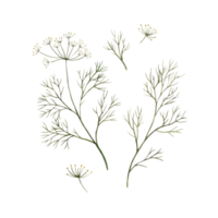 Watercolor illustration of dill, isolate. Hand-drawn botanical illustrations on an isolated background, It can be used in printing design, for postcards, wallpaper, fabrics. png