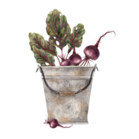 Watercolor beets with a rusty bucket. Hand drawn botanical illustrations on isolated background. For the autumn harvest festival. Can be used in print design, for postcards. png