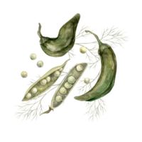 acuarela composición con guisantes, pimientos y eneldo. dibujado a mano botánico ilustraciones en un aislado fondo, eso lata ser usado en impresión diseño, para postales, fondo de pantalla, telas png