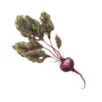 Watercolor illustration of burgundy beetroot, isolate. Hand-drawn botanical illustrations on an isolated background, It can be used in printing design, for postcards, wallpaper, fabrics, menu. png