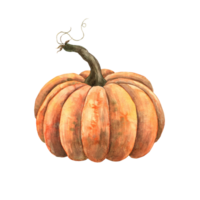 acuarela calabaza, aislar. dibujado a mano botánico ilustraciones en un aislado fondo, eso lata ser usado en impresión diseño, para postales, fondo de pantalla, telas, menú. png