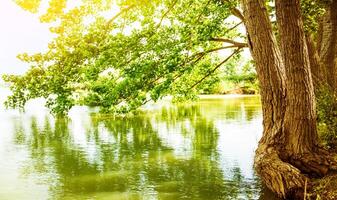 río paisaje en soleado día foto