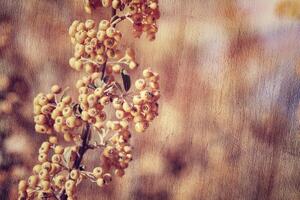 Rowanberry vintage background photo