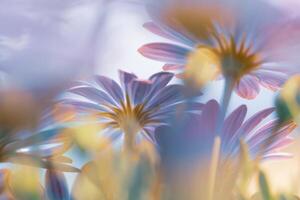 Beautiful Daisy Flower Field photo