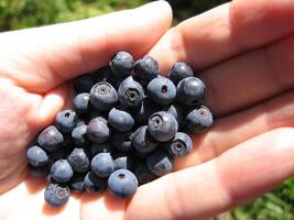 Handful of fresh blueberries photo