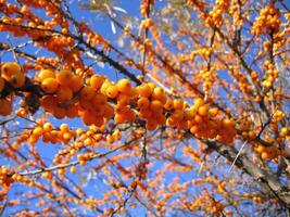 Branch of sea buckthorn berries photo