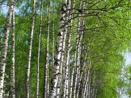 Beautiful birch landscape photo