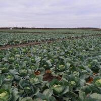 The cabbage field photo