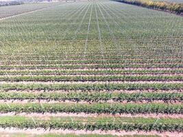 Rows of trees in the garden. Aerophotographing, top view. photo