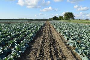 repollo campo. cultivo de repollo en un abierto suelo en el campo. mes julio, repollo todavía el joven foto