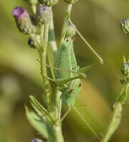 isofía en el tallos de el tubérculo. sin alas saltamontes isof foto