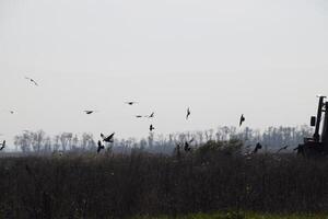 tractor arada un campo y cuervos volador alrededor él en buscar de comida foto