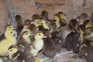 patitos de un pato almizclado foto