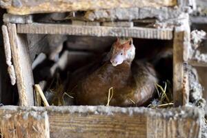 musky duck on the nest. Reproduction of musk ducks photo