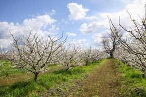 Flowering plum garden photo