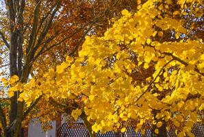 Yellow leaves of a linden. Yellowing leaves on the branches of a tree. Autumn background from leaves of a linden. Yellow autumn leaves photo