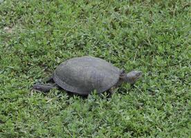 The tortoise crawls along the green grass. Ordinary river tortoise of temperate latitudes. The tortoise is an ancient reptile. photo