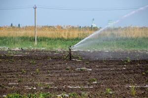 irrigación sistema en campo de melones riego el campos. aspersor foto