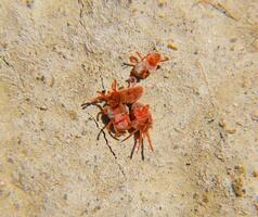 Arthropod mites on the ground. Close up macro Red velvet mite or photo