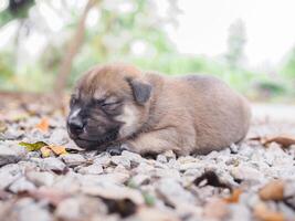 linda recién nacido cachorros dormido en el suelo en el jardín. tailandés perrito foto