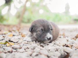 Cute newborn puppies sleeping on the ground in the garden. Thai puppy photo