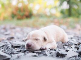 linda recién nacido cachorros dormido en el suelo. tailandés perrito foto