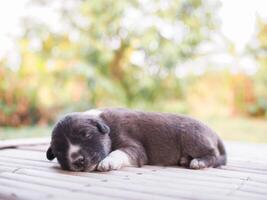 Cute newborn puppies sleeping on wooden desk, Thai puppy photo